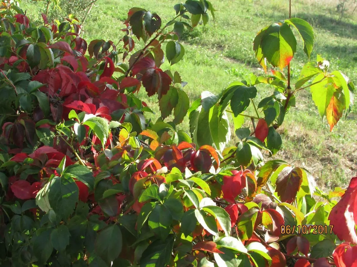 Country house Agriturismo Il Feudo Guest House Grosseto Italy